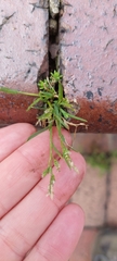 Poa annua