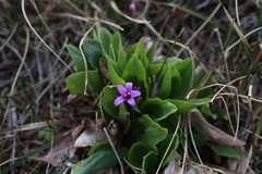 Primula frigida