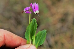 Primula frigida