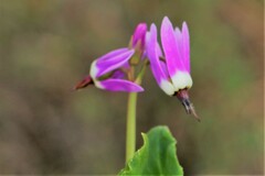 Primula frigida
