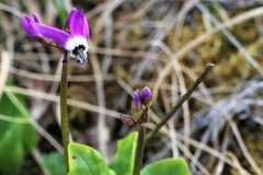 Primula frigida