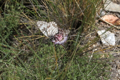 Melanargia occitanica