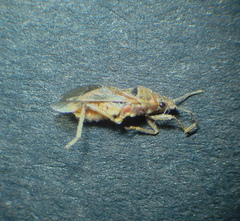 Arocatus