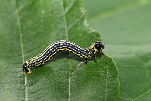 Miškinis margasprindis nuotrauka