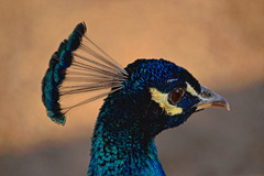 Pavo cristatus