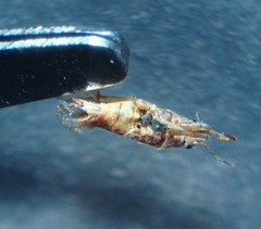 Arocatus