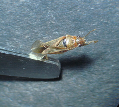Arocatus