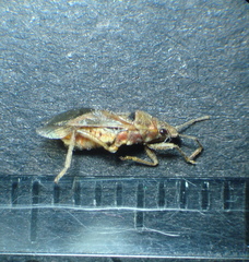 Arocatus