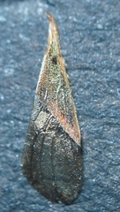 Arocatus