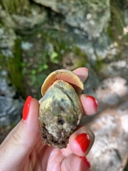 Suillellus luridus