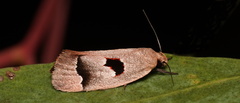 Acanthodela erythrosema