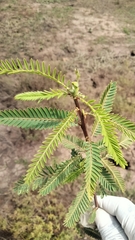 Vachellia pennatula