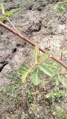 Vachellia pennatula