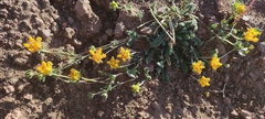 Loasa sigmoidea