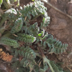 Loasa sigmoidea