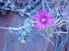 Trichodiadema setuliferum