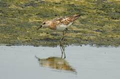 Calidris minuta
