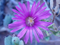 Trichodiadema setuliferum