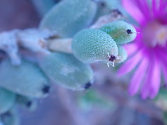 Trichodiadema setuliferum