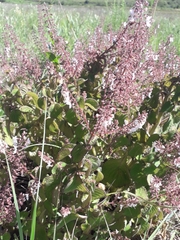 Plectranthus grallatus