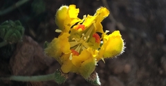 Loasa sigmoidea
