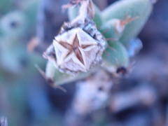 Trichodiadema setuliferum