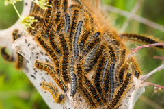 Eriogaster lanestris