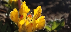 Loasa sigmoidea