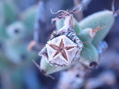 Trichodiadema setuliferum