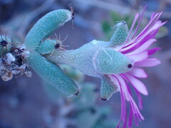 Trichodiadema setuliferum