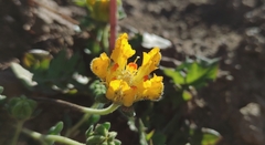 Loasa sigmoidea