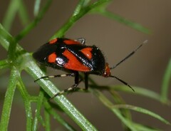 Deraeocoris schach