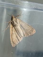 Hypena scabra