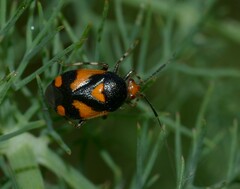 Deraeocoris schach