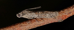 Heteromicta pachytera