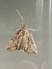 Hypena scabra