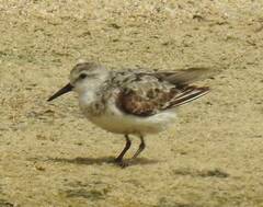 Calidris alba