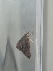 Hypena scabra