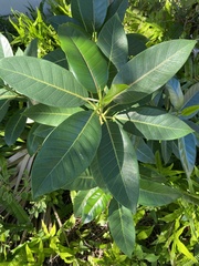 Ficus aurea