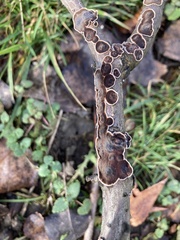 Peniophora albobadia