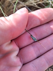 Naupactus auripes