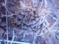 Anacampseros albidiflora