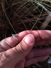Naupactus auripes