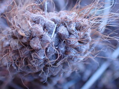 Anacampseros albidiflora