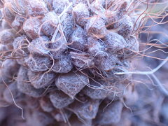 Anacampseros albidiflora