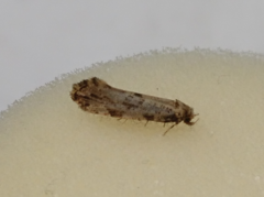 Morophaga choragella