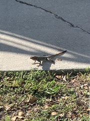 Agama picticauda
