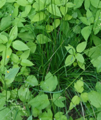 Deschampsia cespitosa