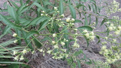 Baccharis punctulata