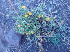 Mesembryanthemum inachabense